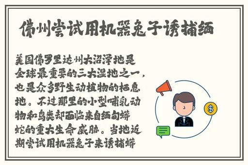 成色好的y31